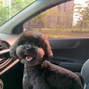 쌀강아지 이미지