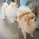 해피퍼피 이미지