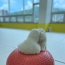 댕스라이프 이미지