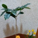 프랜즈홈