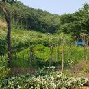 청단풍