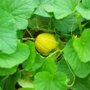 길손농장 이미지