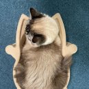 뚜레쥬르 해운대수비교차로점 | 벡스코 혼밥은 뚜레쥬르 샌드위치로 간단하게!