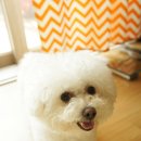 솜솜이네 이미지