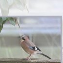 킴스이비인후과의원 이미지