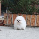 강남펫스타일 | 군포강아지분양 어렵지않아요 요미펫 안산점 실제방문 후기