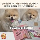 강아지껌 하나로 치아관리부터 피부 건강까지! 7살 포메 장군이도 반한 페디슨 덴탈츄 덴탈껌 후기 🐶