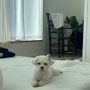 갈치옥 | 제주도 반려견동반 갈치조림 갈치옥 함덕점 추천 후기