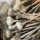 섬강농원 이미지