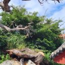 대본1리 이미지