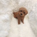 이소퍼피-별내점 이미지