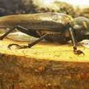 장수하늘소 이미지