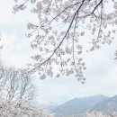 꽃잎 | 하동 벚꽃 4월 1일 방문 후기, 꽃잎이 떨어지기 시작했어요