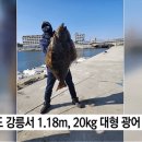 강릉에서 잡혔다는 대형광어.gif 이미지