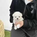 야옹아멍멍해봐삼각점 이미지