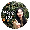 천국나무농원 | [제주]12월 성산 가볼만한곳 제주농원901 제주 귤따기 체험 추천