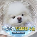 바람난강아지 | 강아지 눈에 혹 제거 안검종양 수술 후기