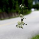 장모사랑 이미지