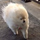 동명 카인테리어 | [제주도 서쪽] 와라 달콤한 2026년 1 (제주 흑돼지 맛집 추천)