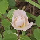 두실이네 이미지