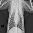 워너비 동물병원 이미지