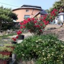 해맑은바다 이미지