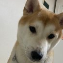 어서오개 이미지