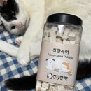 냥냥펀치 | 마곡 코엑스 고양이 펫박람회 2026 냥냥펀치캣쇼 후기