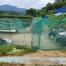 안평농장 이미지