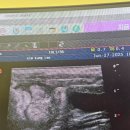 도그앤피플동물병원 네이버블로그
