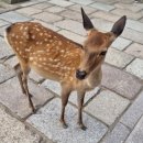 수누피공원 | 교토 나라 1일 버스투어 후기 : 치쿠린, 금각사, 동대사, 사슴공원 일정 정리