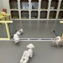 룰루랄라 댕치원 이미지