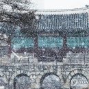 함박눈