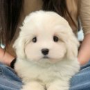 광주강아지분양 고양이분양 미유펫 본점 이미지