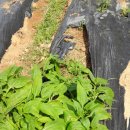 예닮이네 이미지