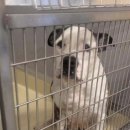 강아지 사랑 이미지