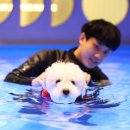 코코 반려견샵 이미지