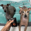 점프코리아 | 뼈 얇은 이탈리안그레이하운드, 관절 위해 챙긴 강아지 영양제 [포펙트 코리아 관절영양제 오래곁애] 후기