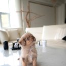 데일리도그 이미지