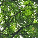 남창감나무집 이미지