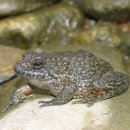 개구리네 이미지