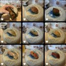 개밥주는여자 | 가을이 왔다가 가는 동안