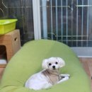 공항 가까운 전원주택 펫시터 이미지