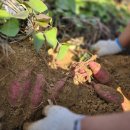 승안동마을 이미지