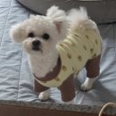 이뻐지는산책 | 강아지 하네스 내돈내산 후기, 산책 끌림 줄어든 마이플러피 노터치 하네스 (50% 할인 중)