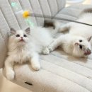 피치플랜 이미지