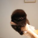 러블릿캔넬 이미지