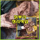 (카스이야기) 상처있는 칡뿌리는 하지 마세요. 이미지