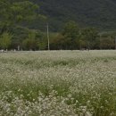 흰구름이머무는풍경 | 「양산 통도사 극락암의 가을 메밀꽃 여행」 [양산 가볼만한곳] [사진찍기 좋은 곳]