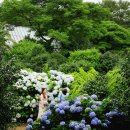 카멜리아힐 이미지